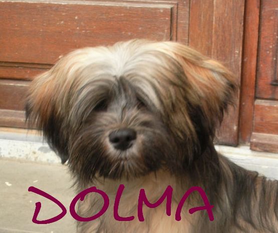 weasel's Dolma