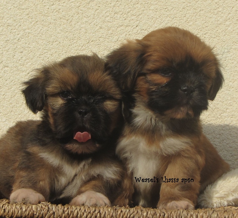 weasel's - Lhassa Apso - Portée née le 26/08/2013