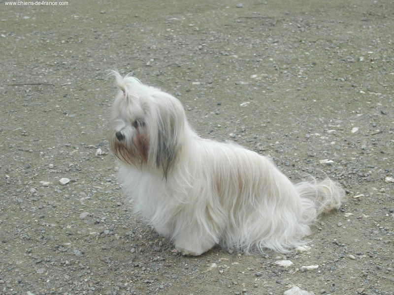 weasel's Vanille