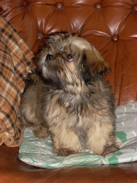 weasel's Dolma pema