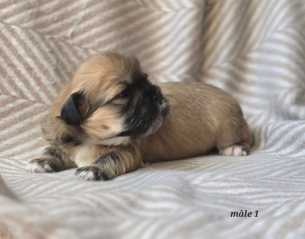 weasel's - Chiots disponibles - Lhassa Apso