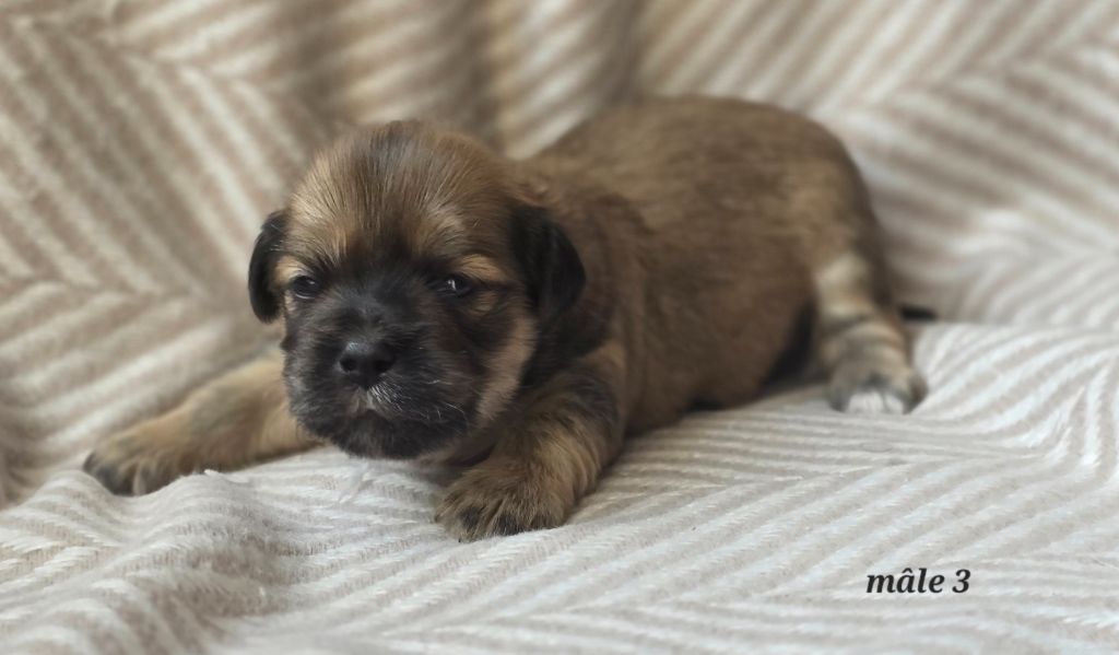 weasel's - Chiots disponibles - Lhassa Apso