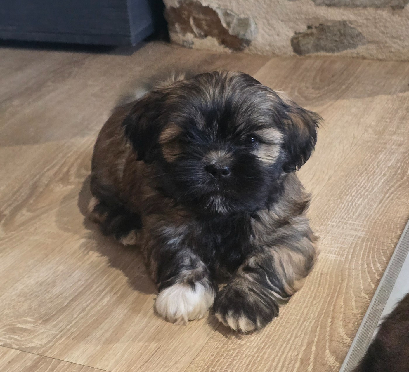 weasel's - Chiots disponibles - Lhassa Apso