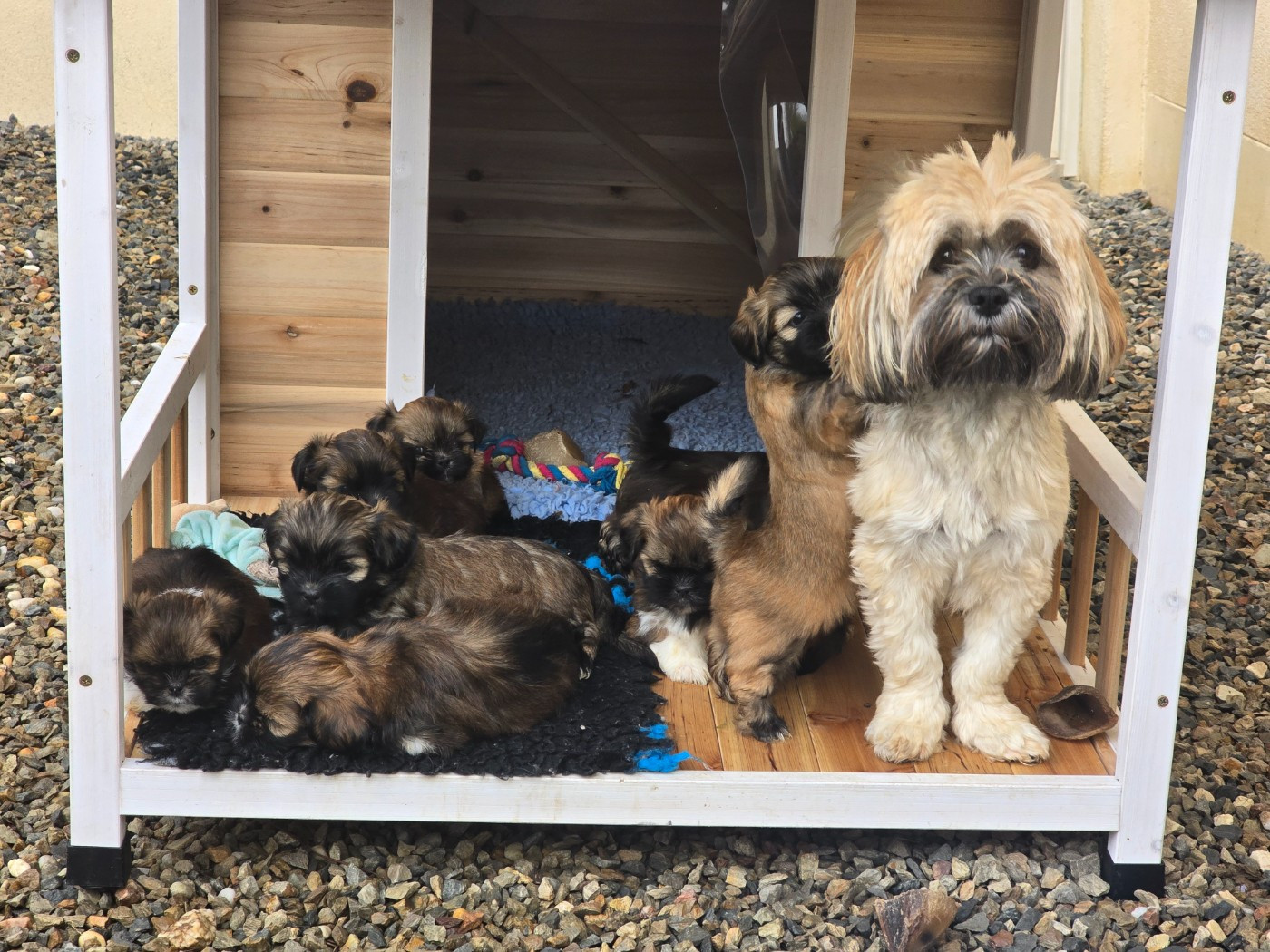 weasel's - Lhassa Apso - Portée née le 21/09/2025