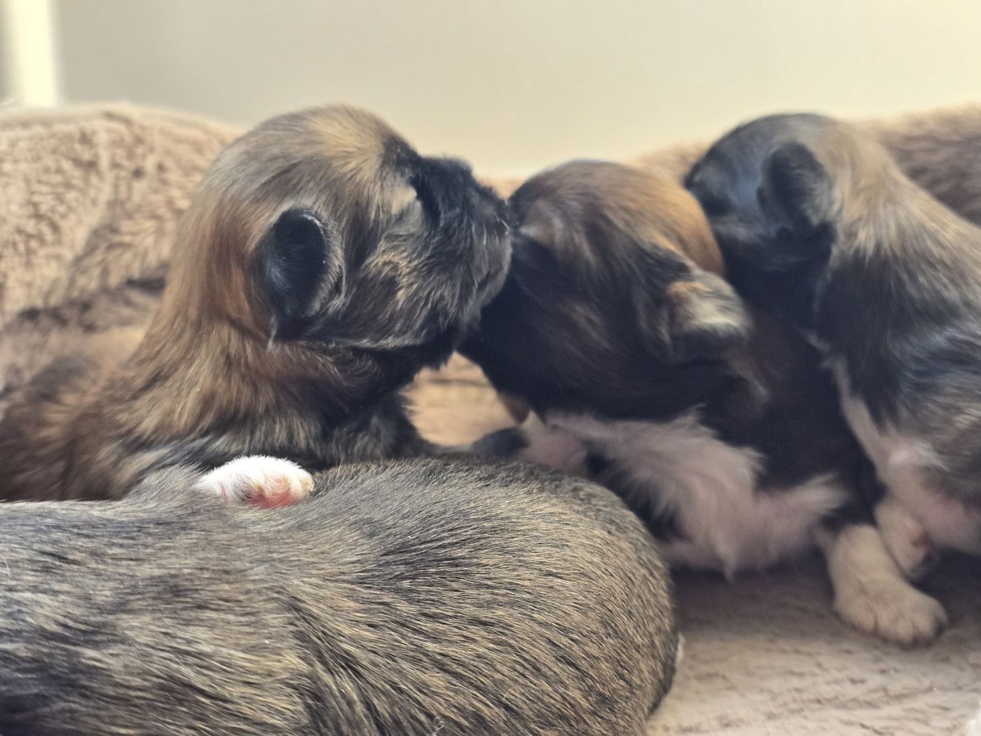 Chiot Lhassa Apso weasel's