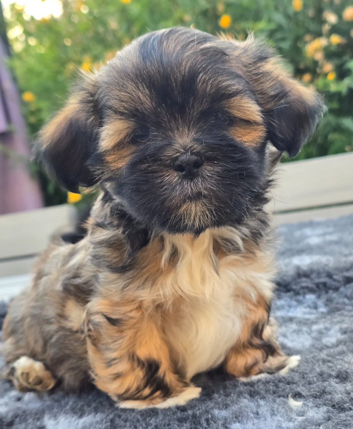 weasel's - Chiots disponibles - Lhassa Apso