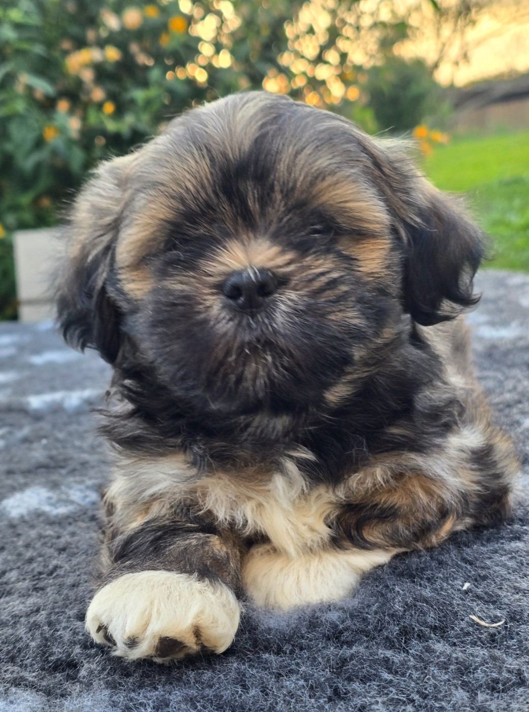 weasel's - Chiots disponibles - Lhassa Apso