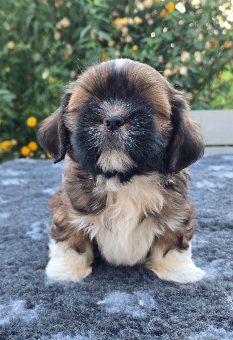 weasel's - Chiots disponibles - Lhassa Apso