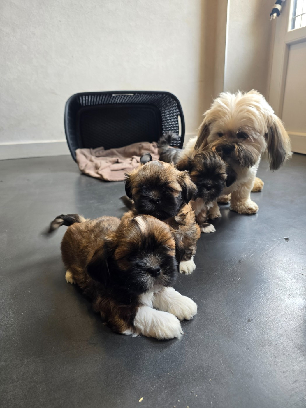 Chiot Lhassa Apso weasel's
