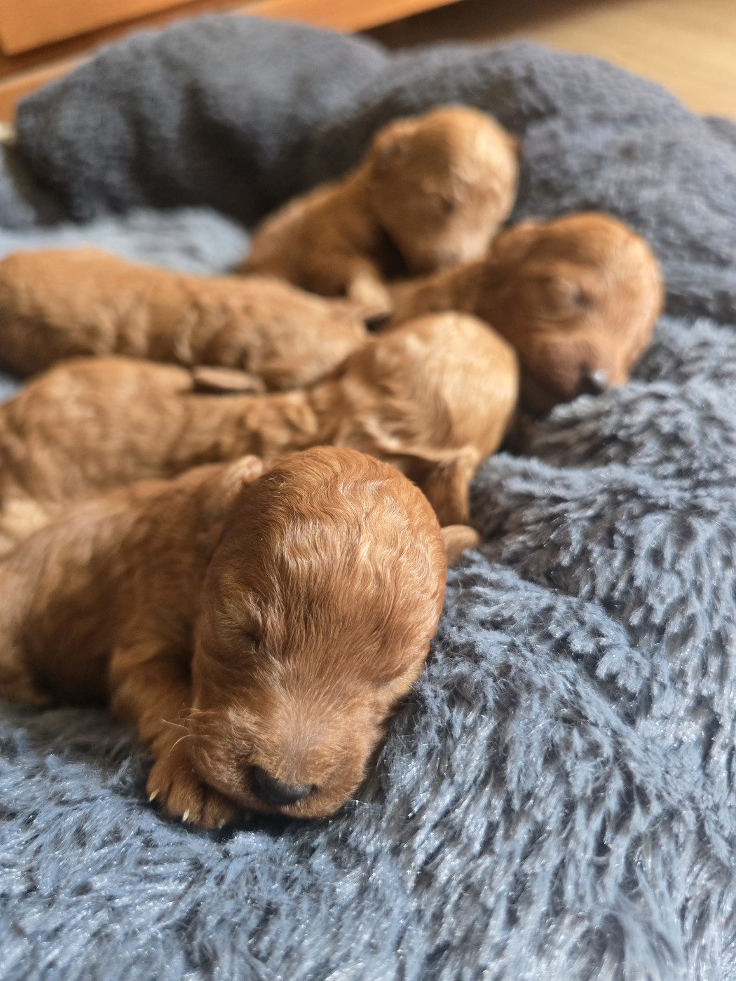 Chiot Caniche weasel's