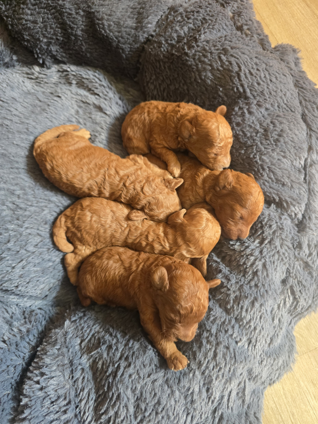 weasel's - Chiots disponibles - Caniche