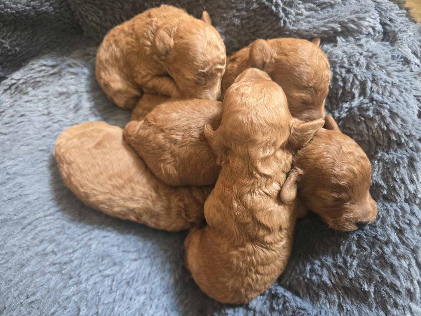 weasel's - Chiots disponibles - Caniche
