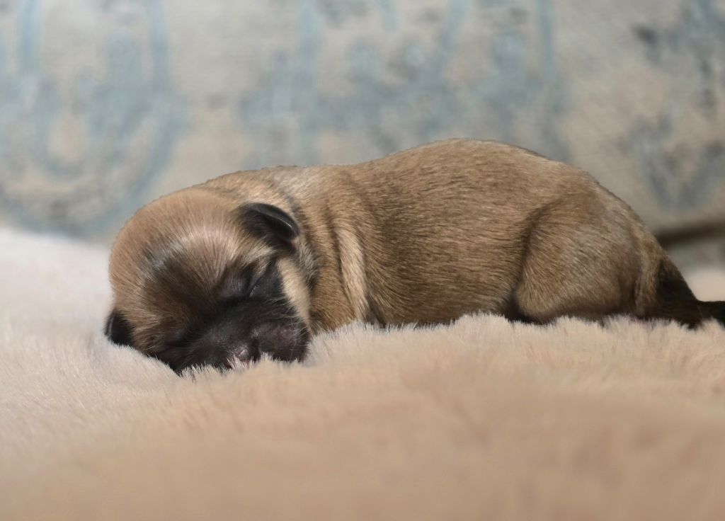 weasel's - Chiots disponibles - Lhassa Apso