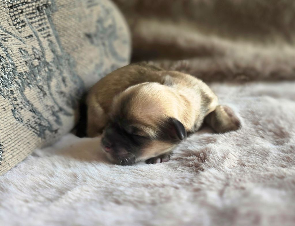 weasel's - Chiots disponibles - Lhassa Apso