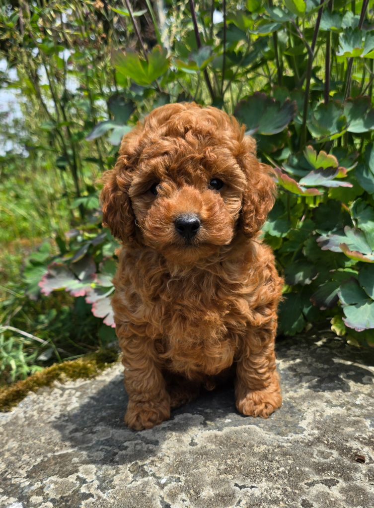weasel's - Chiots disponibles - Caniche