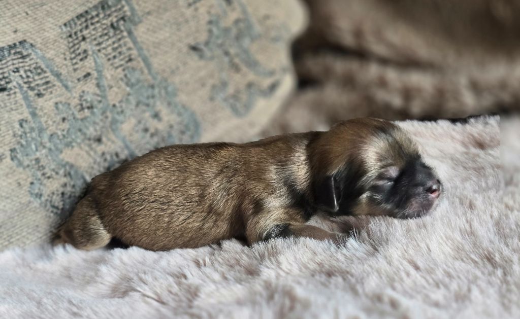 weasel's - Chiots disponibles - Lhassa Apso