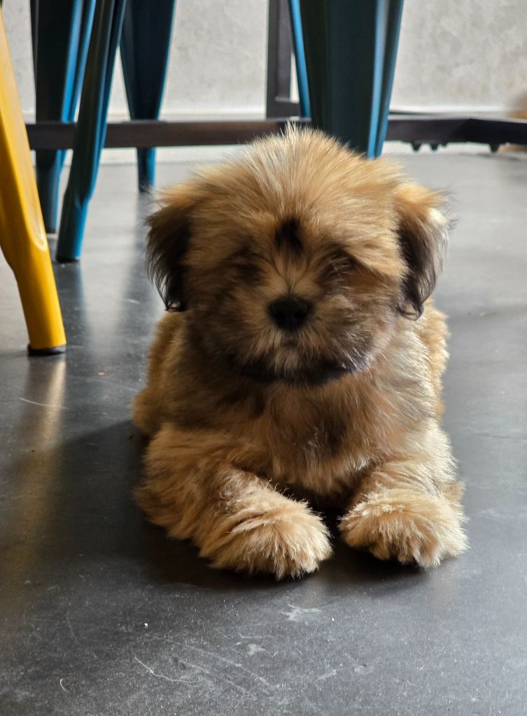 weasel's - Chiots disponibles - Lhassa Apso