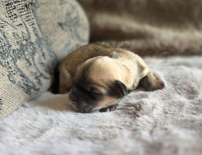 CHIOT 1