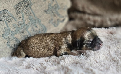 CHIOT 3