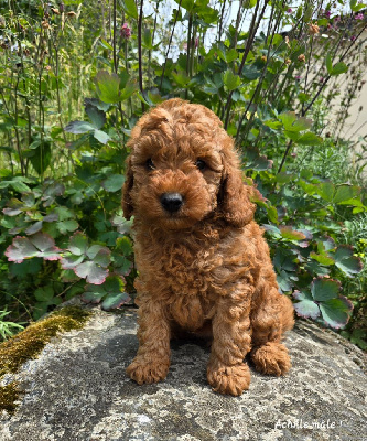 CHIOT 1 Achille 
