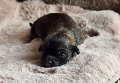 CHIOT 4