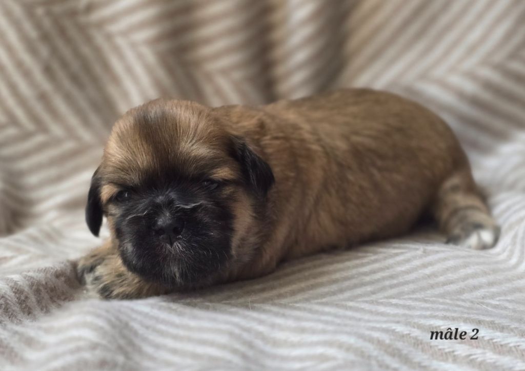 weasel's - Chiots disponibles - Lhassa Apso