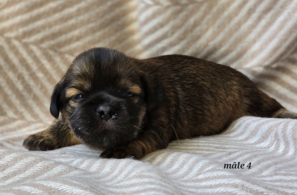 weasel's - Chiots disponibles - Lhassa Apso