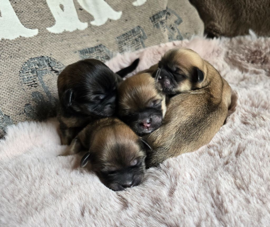 Chiot Lhassa Apso weasel's