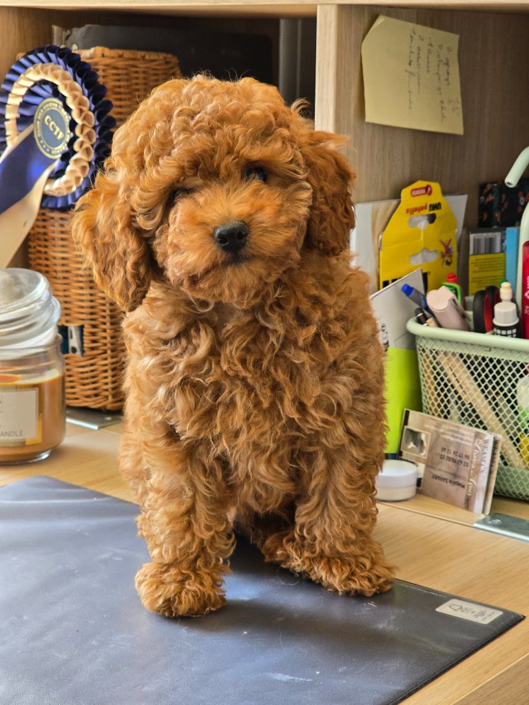 weasel's - Chiots disponibles - Caniche