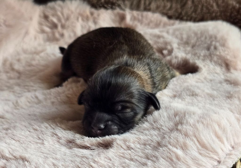 weasel's - Chiots disponibles - Lhassa Apso